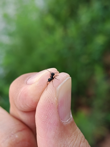 Messor aciculatus