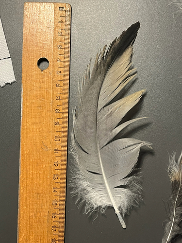 Common Crane