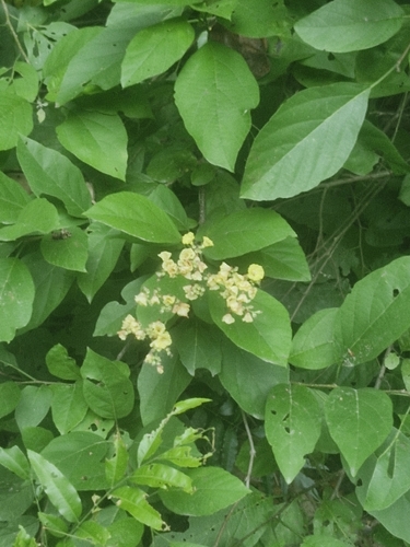 Cordia dentata, photograph 5