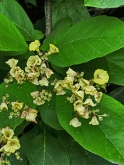 Cordia dentata, photograph author not stated, no rights reserved