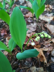 Convallaria majalis