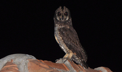 Asio capensis hova