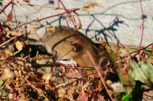 European Wood Mouse