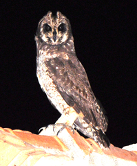 Asio capensis hova