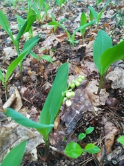 Convallaria majalis