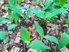 Convallaria majalis