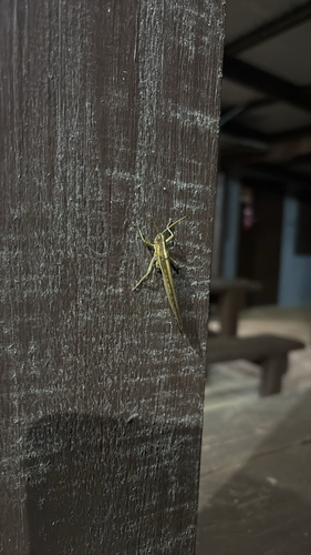 Spur-throated Locust