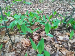 Convallaria majalis