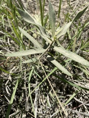Asclepias viridiflora