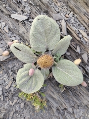 Berardia lanuginosa