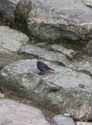 Plumbeous Water Redstart