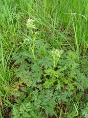 Anthriscus sylvestris