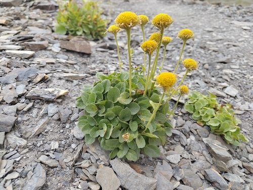 Doronicum grandiflorum, photograph 5