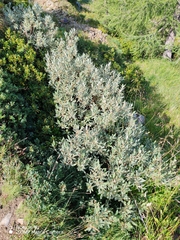 Salix helvetica, photograph (c) Ljaž, some rights reserved (CC BY)