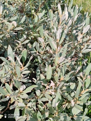 Salix helvetica, photograph (c) Ljaž, some rights reserved (CC BY)