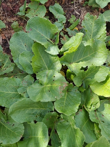 Rumex alpinus, photograph 6