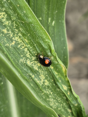 Asian Lady Beetle