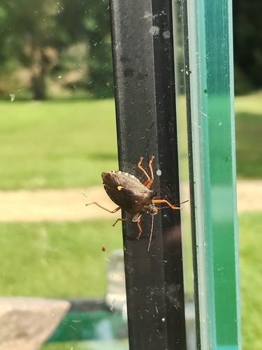 Forest Bug