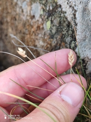 Oreochloa disticha