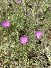 Clarkia gracilis