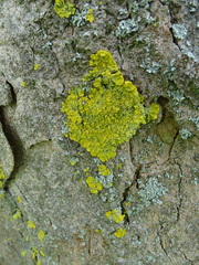 Xanthoria parietina