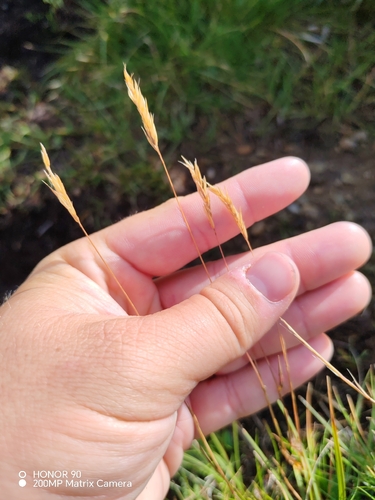 Anthoxanthum nipponicum, photograph 1