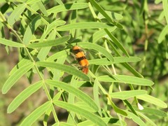 Trichodes bibalteatus
