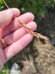 Helictochloa versicolor