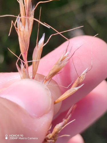 Helictochloa versicolor, photograph 2