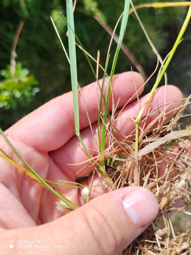 Helictochloa versicolor, photograph 3