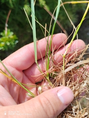 Helictochloa versicolor, photograph (c) Ljaž, some rights reserved (CC BY)