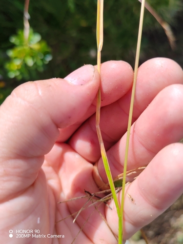 Helictochloa versicolor, photograph 4