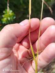 Helictochloa versicolor, photograph (c) Ljaž, some rights reserved (CC BY)