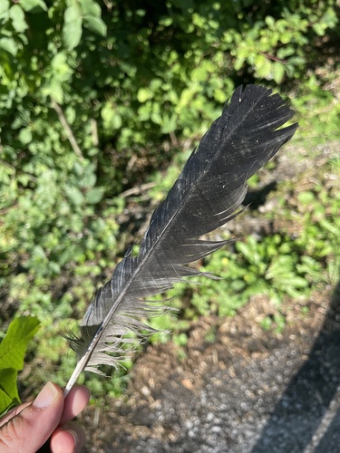 Plume de Corneille noire