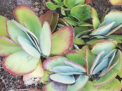Kalanchoe luciae