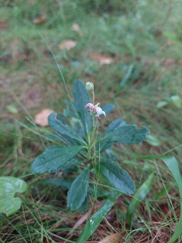 pipsissewa