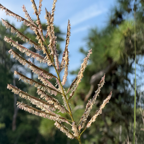 Sporobolus cynosuroides, photograph 1