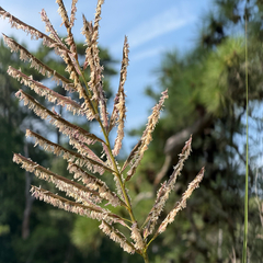 Sporobolus cynosuroides, photograph (c) Ryan Kurtz, some rights reserved (CC BY)