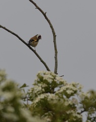 Carduelis carduelis