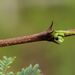 Acacia oliveri