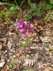 Anacamptis