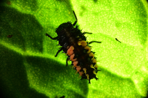 Asian Lady Beetle