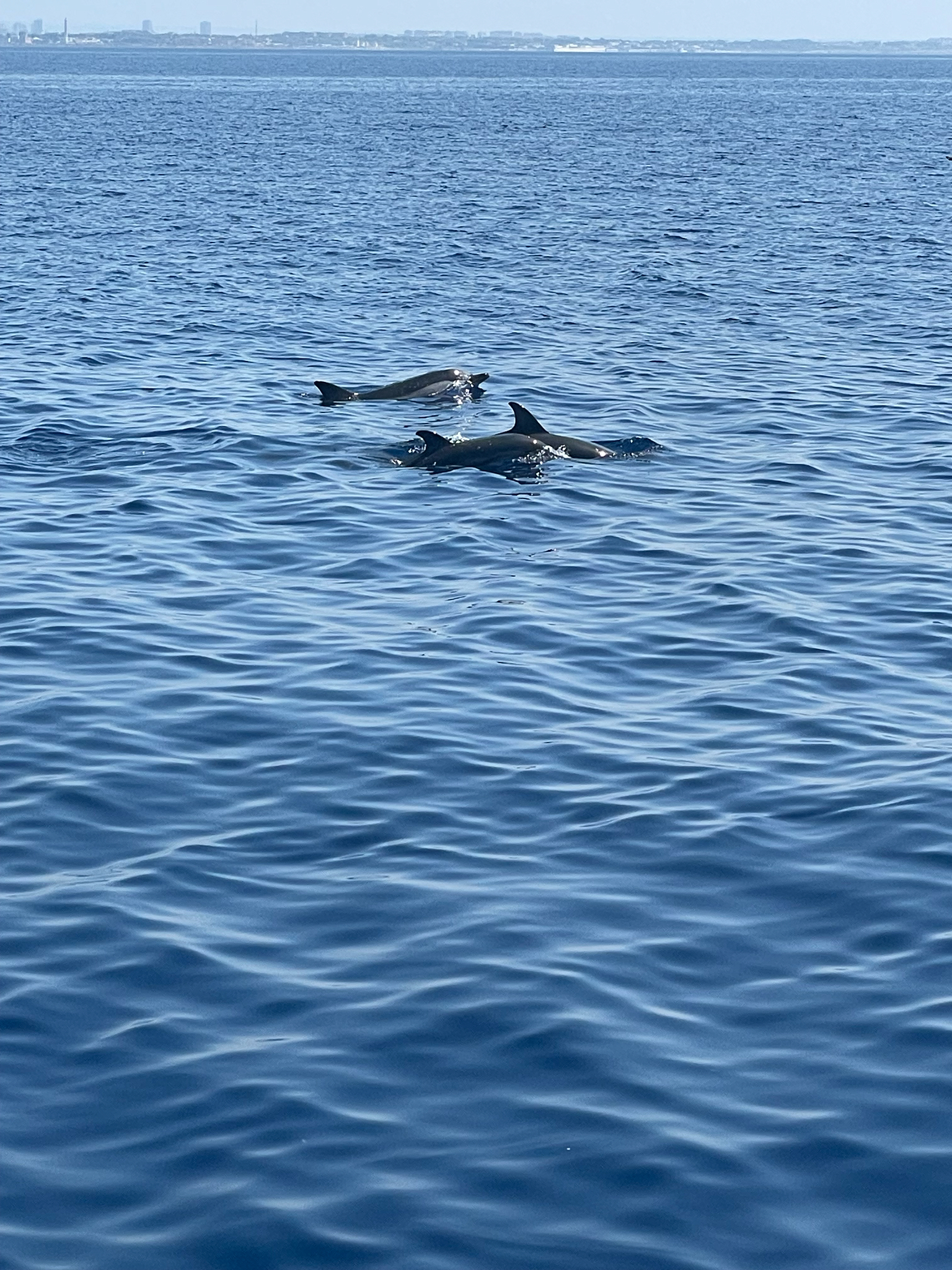 Stenella coeruleoalba