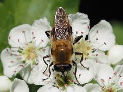 Criorhina floccosa