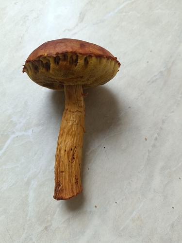 Aureoboletus projectellus