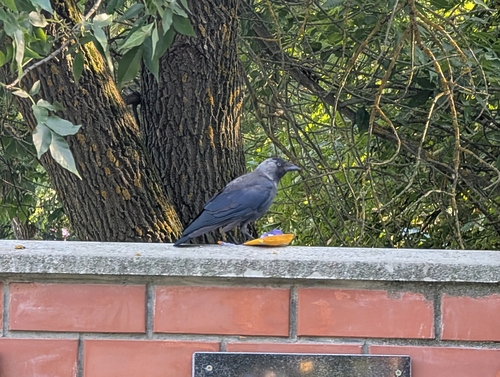 Eurasian Jackdaw