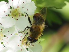 Criorhina floccosa