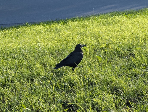 Rook