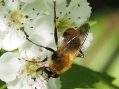 Criorhina floccosa