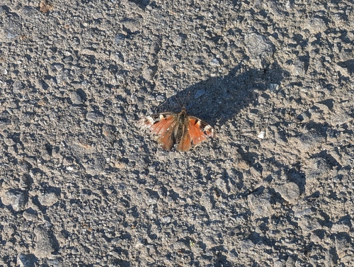 European Peacock Butterfly